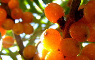 Rakitovec (Hippophae rhamnoides) Rakitovec (Hippophae rhamnoides)